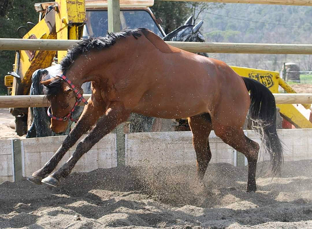 Poncho participe au concours pour gagner de l'argent avec cette photo : animal_sports, horse, horse_supplies, horse_tack, horse_trainer, livestock, mammal, mane, mare, mustang_horse, pack_animal, ranch, rein, snout, sorrel, stallion, traditional_sport, vertebrate, working_animal