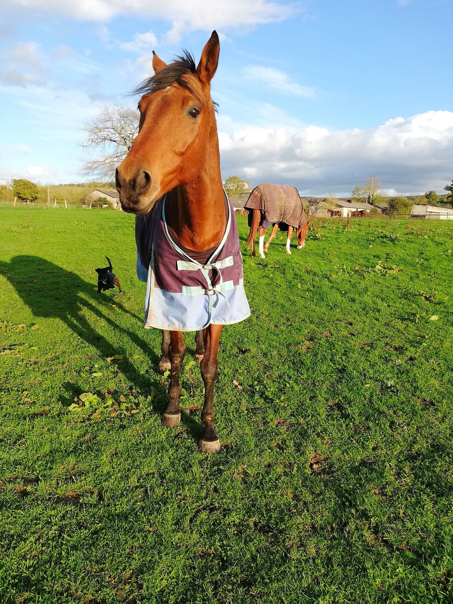 Poncho a rejoint le concours — aidez-le/la à gagner de superbes lots ! bovine, farm, field, foal, grass, grassland, horse, landscape, livestock, mammal, mane, mare, meadow, mustang_horse, pasture, plant, rural_area, sky, sorrel, wildlife