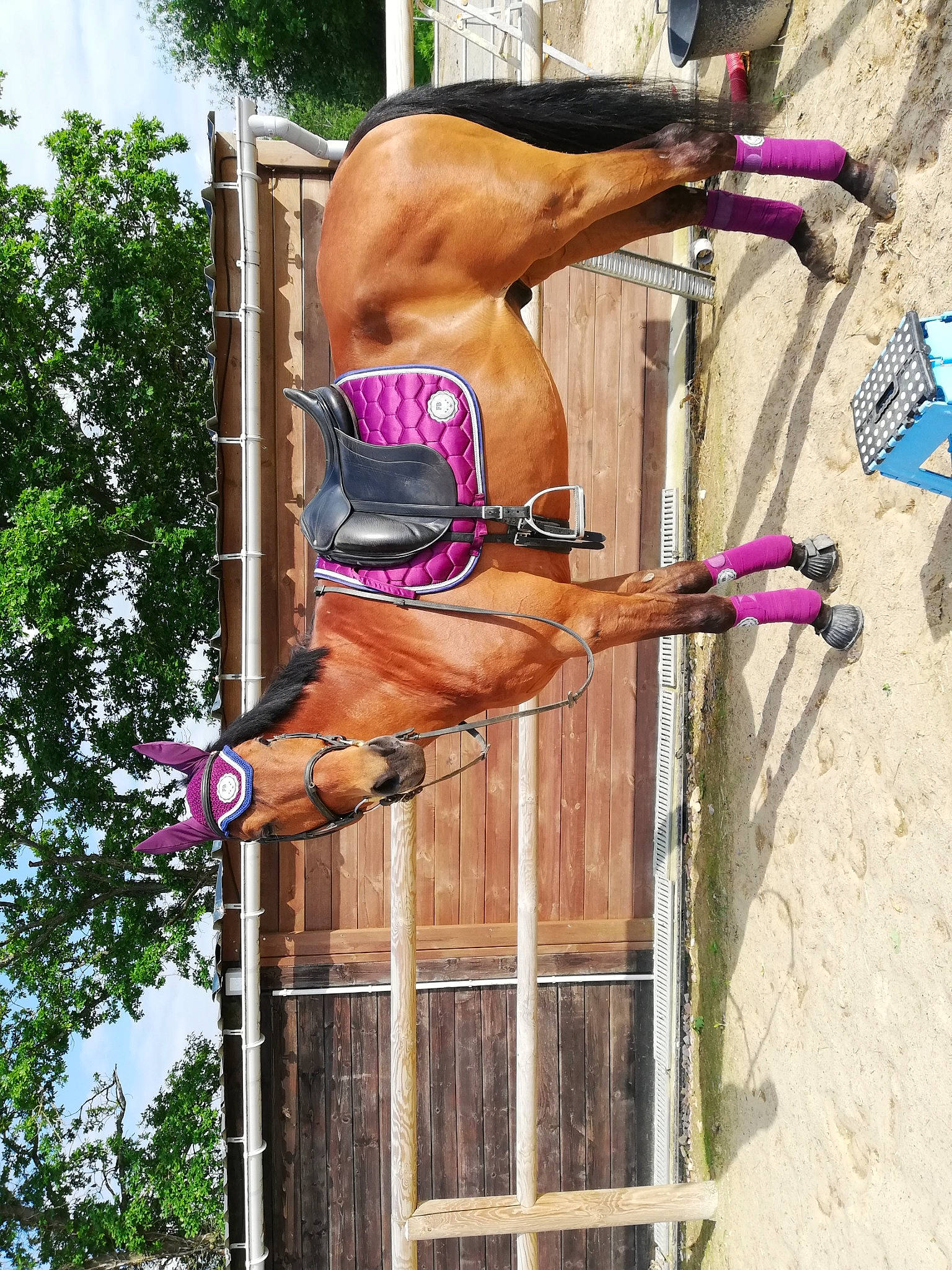 Poncho participe au concours pour gagner de l'argent avec cette photo : muscle