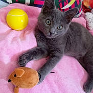 Vroom a rejoint le concours — aidez-le/la à gagner de superbes lots ! kitten, gray_cat, plush_toy, yellow_ball, pink_blanket, cushion, colorful_background, indoor, pet, animal, cute, playful, soft_texture, fur, paw, toy, resting, looking, young_cat, cozy