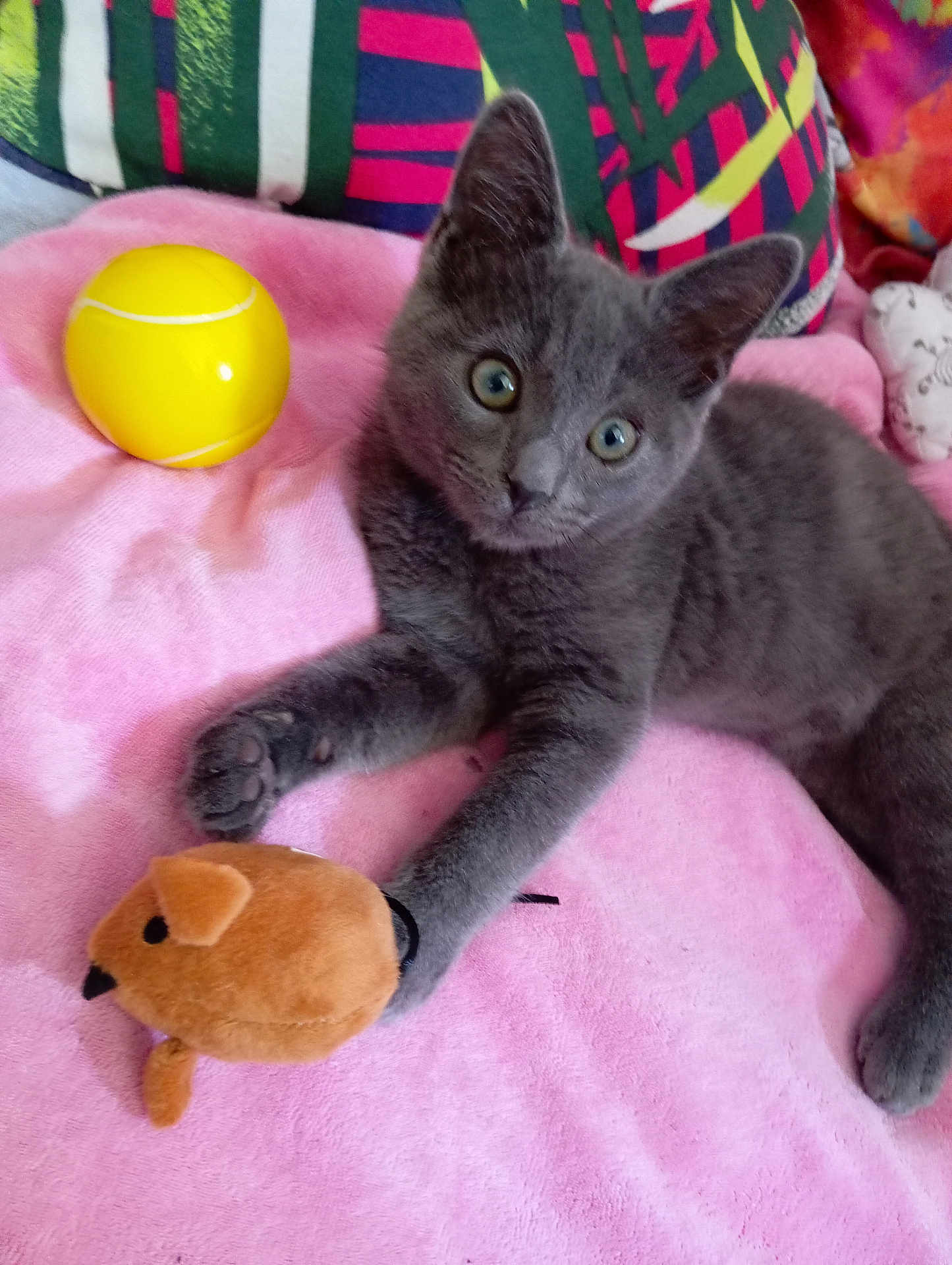 Vroom a rejoint le concours — aidez-le/la à gagner de superbes lots ! kitten, gray_cat, plush_toy, yellow_ball, pink_blanket, cushion, colorful_background, indoor, pet, animal, cute, playful, soft_texture, fur, paw, toy, resting, looking, young_cat, cozy