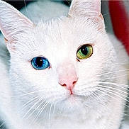 Harlow is registered to the contest to win money with this photo: cat, white_cat, heterochromia, blue_eye, green_eye, pet, animal, close_up, whiskers, pink_nose, feline, domestic_cat, cute, looking, portrait, soft_fur, indoor, face, ears, focus
