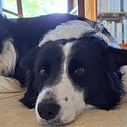 Olwen a rejoint le concours — aidez-le/la à gagner de superbes lots ! dog, black_and_white, lying_down, indoor, floor, tile, close_up, calm, chair, bookshelf, books, window, natural_light, pet, animal, fur, face, ears, nose, resting