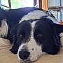 dog, black_and_white, lying_down, indoor, floor, tile, close_up, calm, chair, bookshelf, books, window, natural_light, pet, animal, fur, face, ears, nose, resting