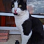 cat, black_and_white, animal, pet, tongue_out, window, brick, concrete, curious, sitting, close_up, whiskers, ears, fur, paw, indoor, domestic, mammal, face, alert
