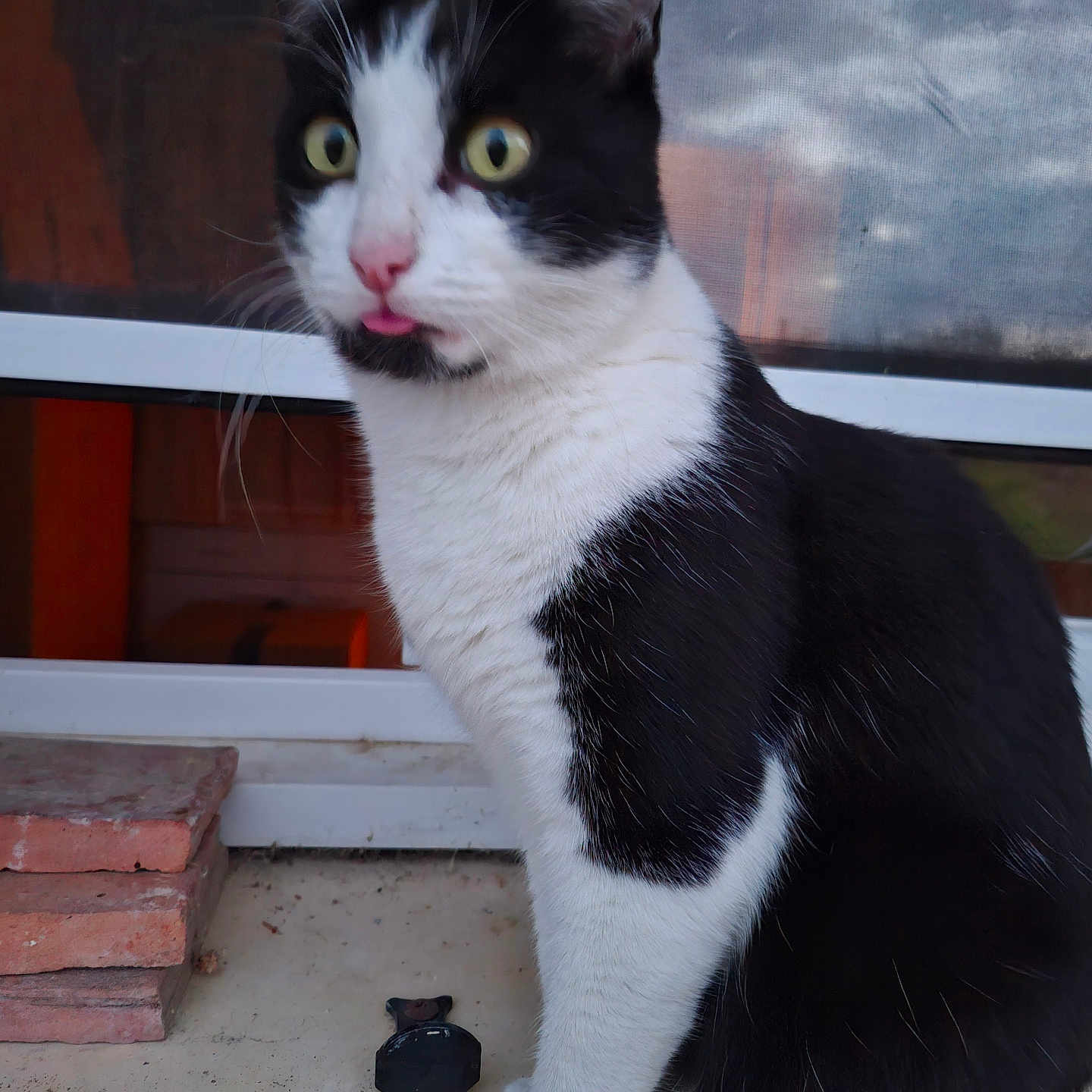 Rio a rejoint le concours — aidez-le/la à gagner de superbes lots ! alert, animal, black_and_white, brick, cat, close_up, concrete, curious, domestic, ears, face, fur, indoor, mammal, paw, pet, sitting, tongue_out, whiskers, window