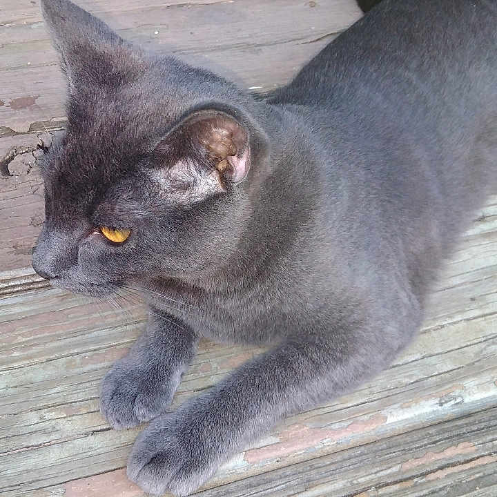 Eeyore joined the competition — help win amazing prizes! asian, black_cat, british_shorthair, burmese, carnivore, cat, chartreux, domestic_short_haired_cat, felidae, kitten, korat, mammal, nebelung, russian_blue, small_to_medium_sized_cats, snout, tail, vertebrate, whiskers