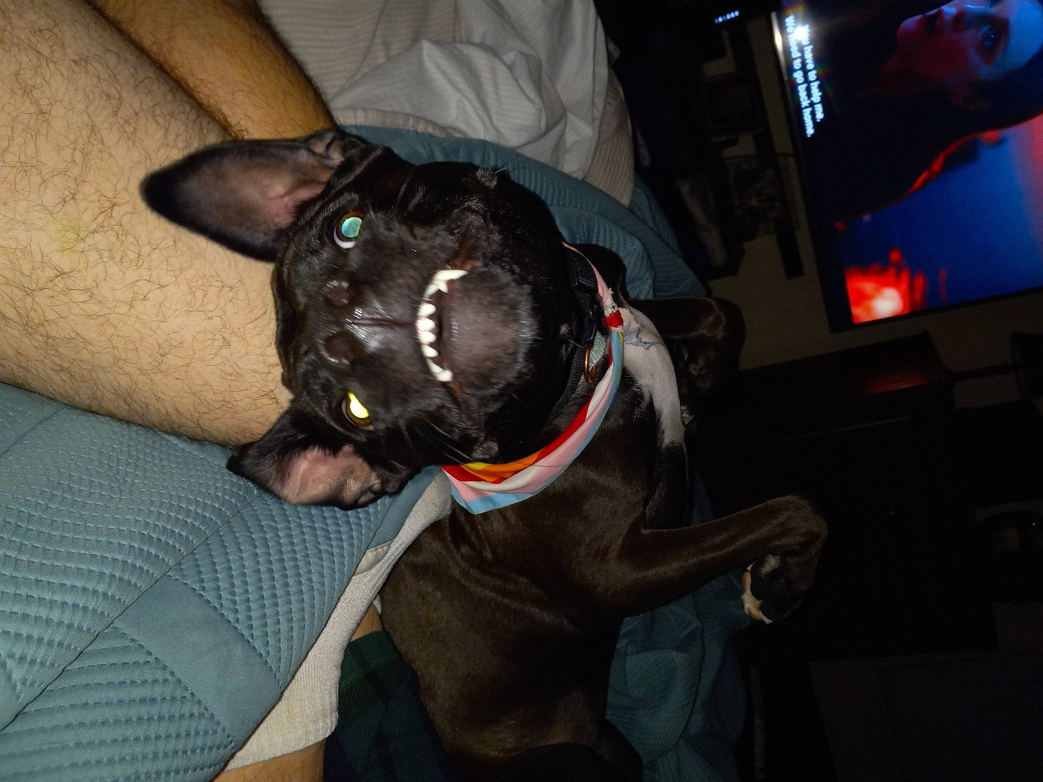 Kenzie is registered to the contest to win money with this photo: canidae, carnivore, collar, comfort, companion_dog, dog, dog_breed, dog_collar, ear, fawn, fur, guard_dog, non_sporting_group, party_hat, personal_protective_equipment, snout, sporting_group, toy_dog, whiskers, working_animal