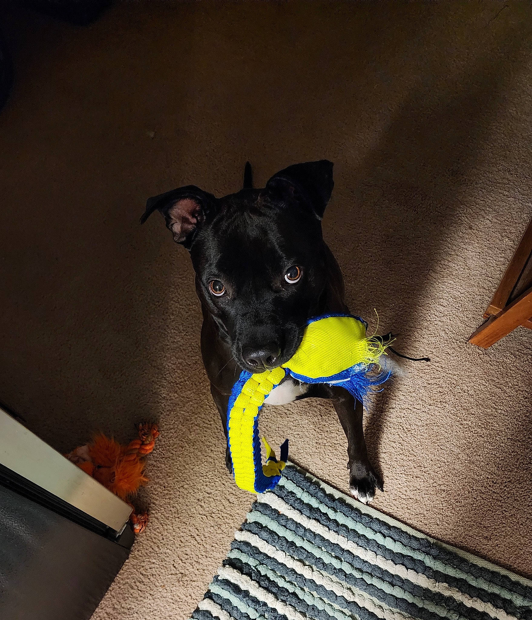 Kenzie joined the competition — help win amazing prizes! canidae, carnivore, collar, companion_dog, dog, dog_breed, dog_collar, dog_supply, electric_blue, fawn, flooring, guard_dog, non_sporting_group, pet_supply, shadow, snout, sporting_group, tail, tints_and_shades, working_animal