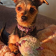 Sissy is registered to the contest to win money with this photo: dog, puppy, small_dog, scruffy_fur, brown_fur, black_fur, floppy_ears, brown_eyes, collar, pink_collar, pet, stuffed_toy, plush_toy, blanket, cozy, indoor, portrait, close_up, warm_lighting, sitting