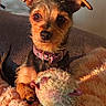 black_fur, blanket, brown_eyes, brown_fur, close_up, collar, cozy, dog, floppy_ears, indoor, pet, pink_collar, plush_toy, portrait, puppy, scruffy_fur, sitting, small_dog, stuffed_toy, warm_lighting
