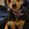 Sissy is registered to the contest to win money with this photo: dog, small_dog, pet, purple_collar, ears, fur, blanket, bedroom, indoor, phone_screenshot, google_search_bar, app_icons, smartphone, technology, canine, fur_texture, black_and_tan, alert, cute, portrait