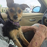 Sissy is registered to the contest to win money with this photo: dog, pet, purple_collar, car_interior, person, arm, window, side_mirror, seat, door_handle, fur, black_and_tan, small_dog, indoor, casual, resting, looking_at_camera, scruffy, lap, blurred_background