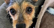 Sissy joined the competition — help win amazing prizes! animal, blanket, canine, close_up, companion, couch, curious, cute, dog, ears, eyes, fur, indoor, nose, pet, portrait, small_dog, snout, soft, texture