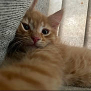 Gooby is registered to the contest to win money with this photo: cat, kitten, orange_tabby, close_up, curious, whiskers, pink_nose, fur, indoor, fabric, curtain, texture, pet, animal, cute, eyes, face, resting, soft_light, cozy