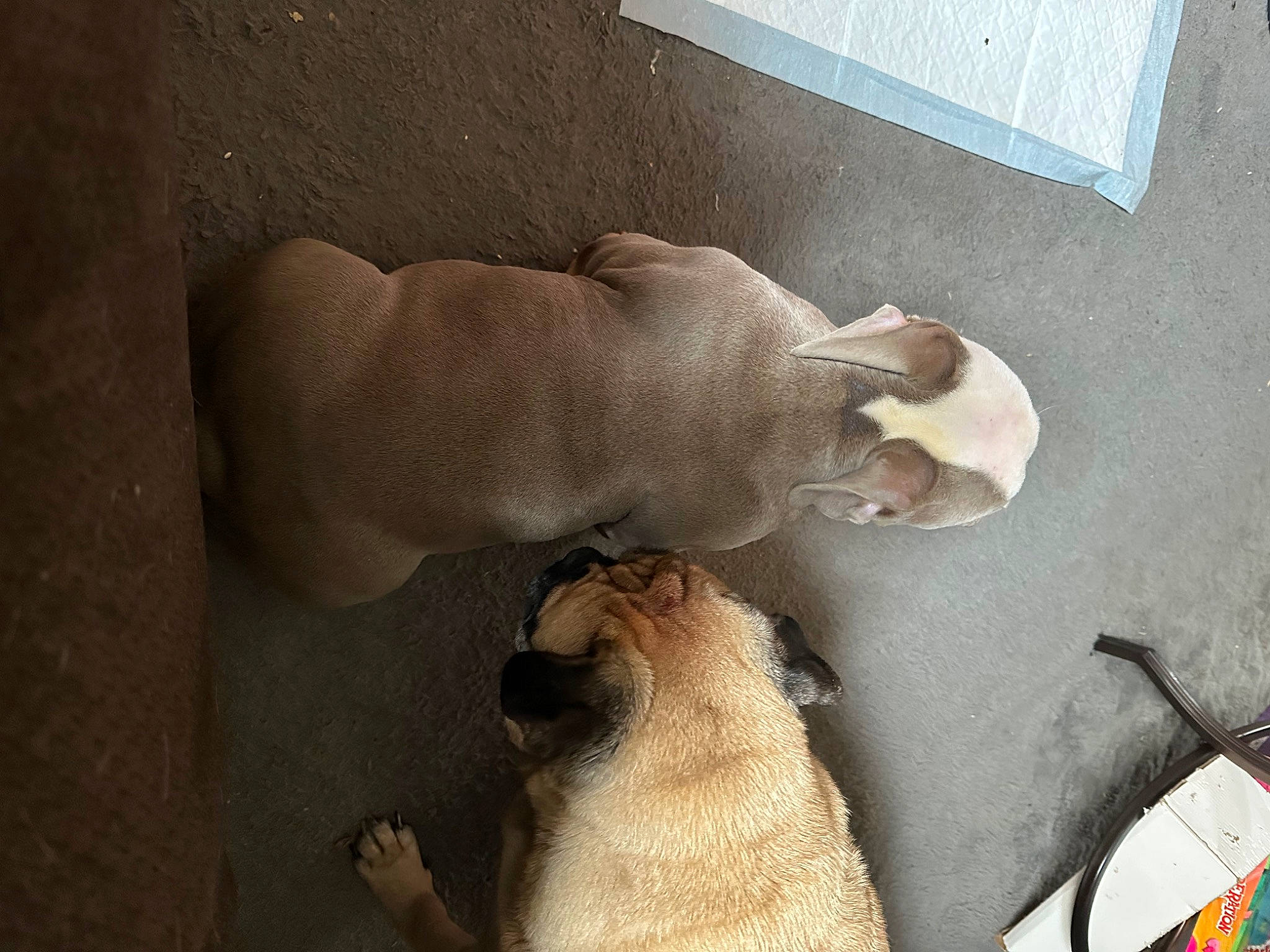 Joker joined the competition — help win amazing prizes! art, carnivore, comfort, companion_dog, dog_breed, fawn, felidae, finger, foot, gesture, hand, human_leg, jaw, small_to_medium_sized_cats, snout, tail, trunk, wall, whiskers, wood