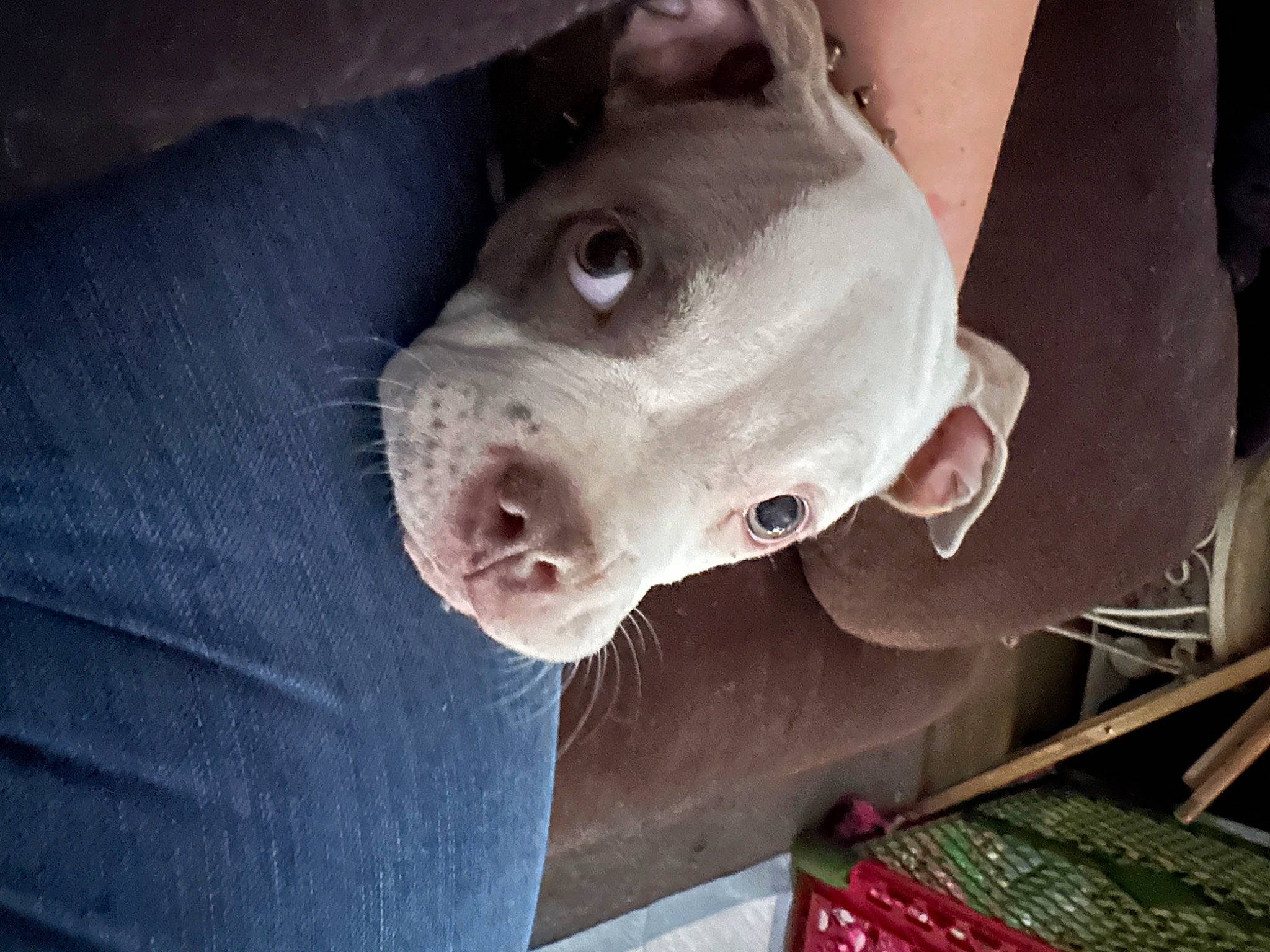 Joker joined the competition — help win amazing prizes! carmine, carnivore, dog, dog_breed, electric_blue, eye, fawn, flesh, jaw, non_sporting_group, snout, sporting_group, terrestrial_animal, whiskers, working_animal