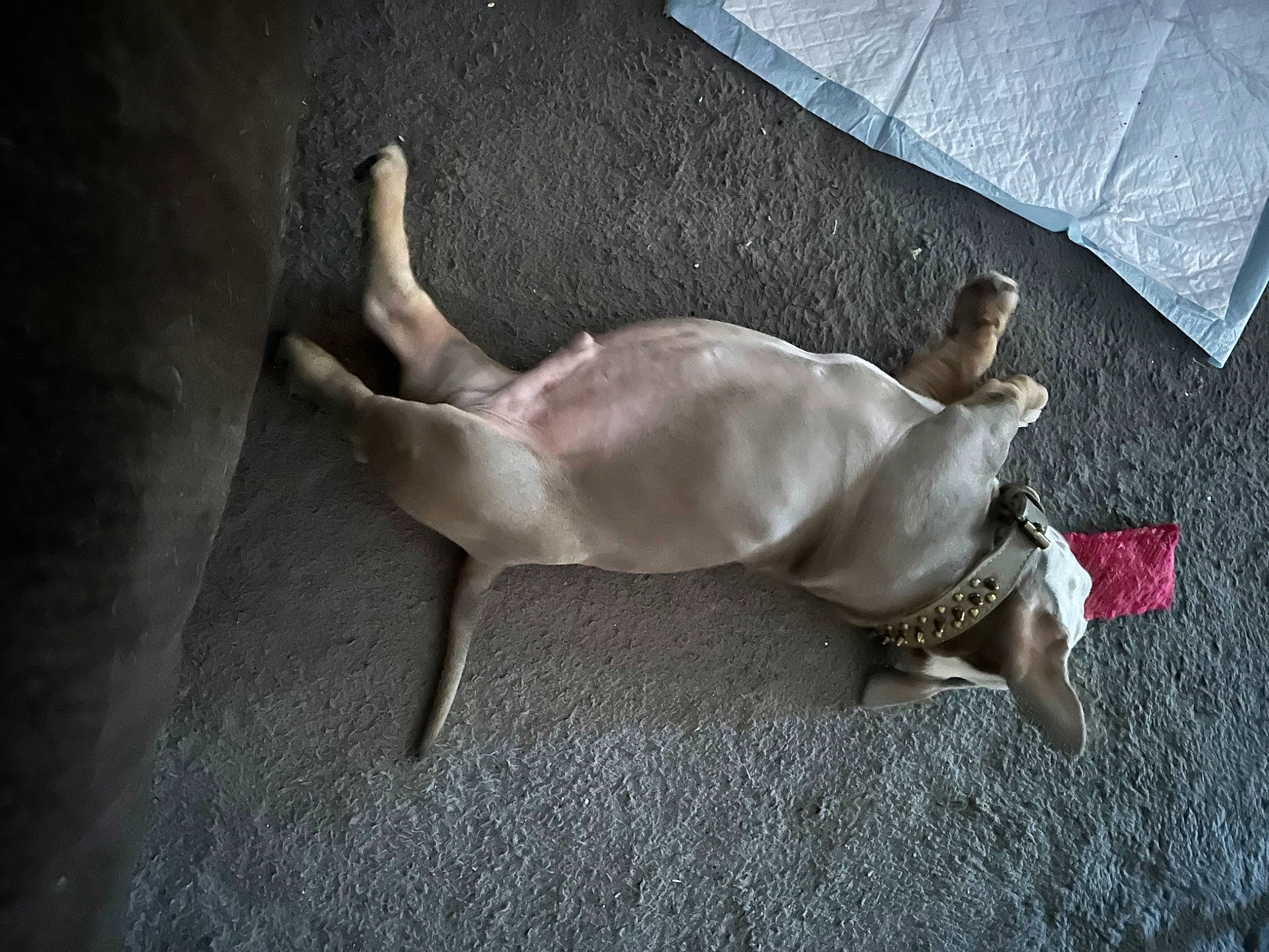 Joker is registered to the contest to win money with this photo: art, barechested, canidae, carnivore, chest, comfort, companion_dog, dog, dog_breed, dog_supply, fawn, fur, human_leg, linens, paw, snout, sporting_group, tail, toy_dog, wood