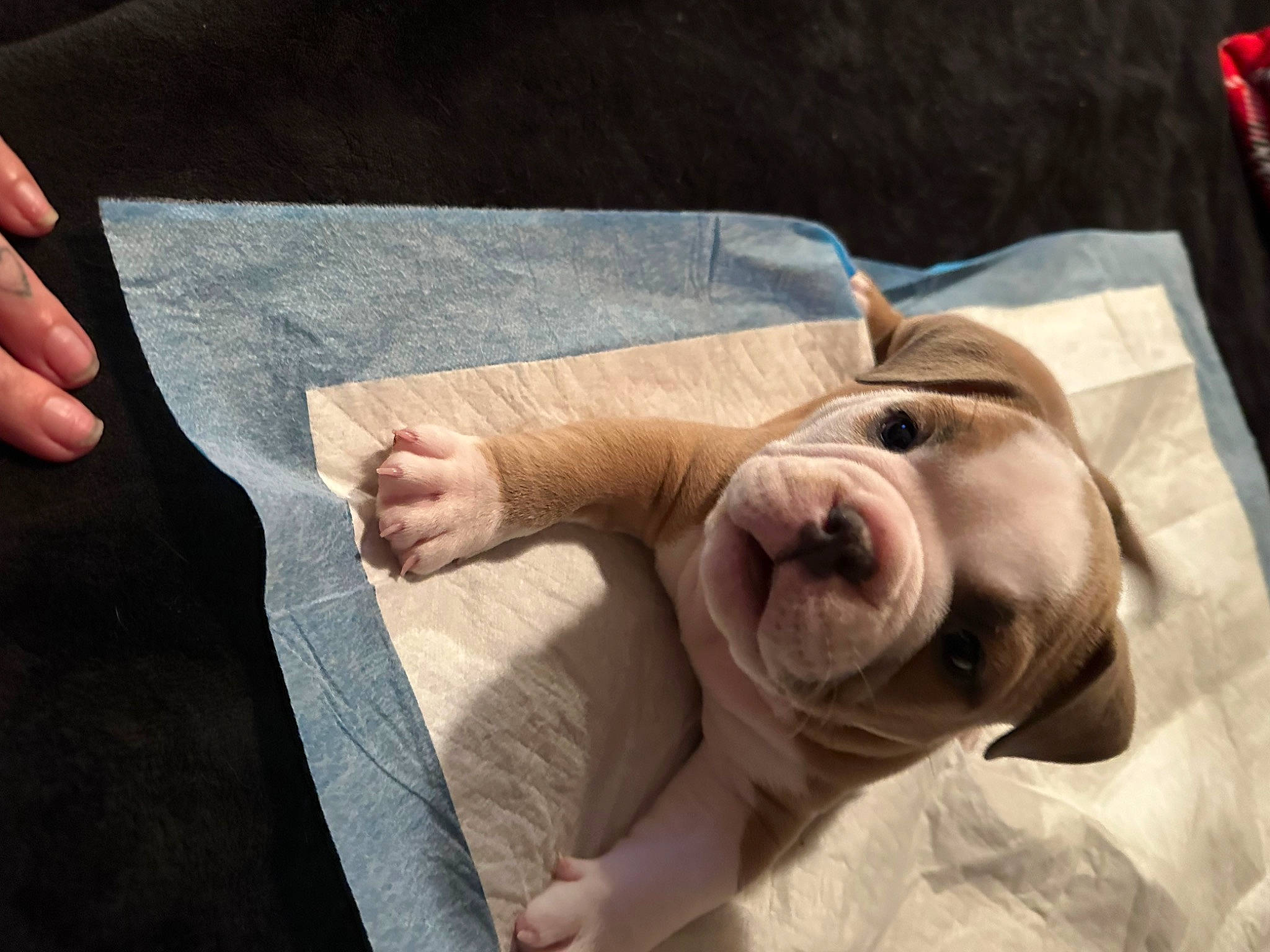 Harley Quinn is registered to the contest to win money with this photo: baby, baby_toddler_clothing, canidae, child, comfort, dog_breed, finger, flesh, foot, fur, gesture, linens, nail, sleeve, snout, sporting_group, thumb, toddler, wood, wrinkle