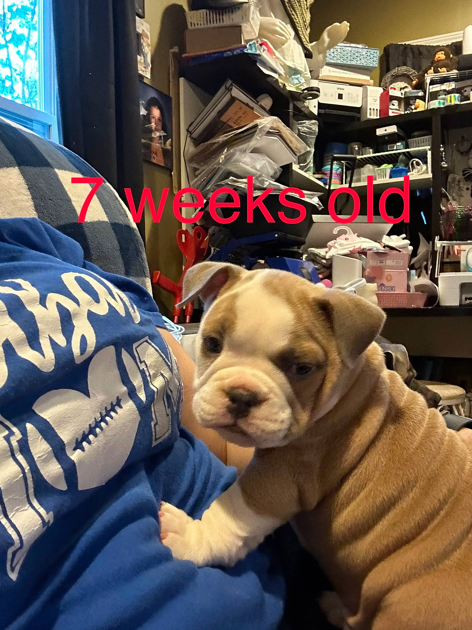 Harley Quinn joined the competition — help win amazing prizes! bag, bulldog, canidae, carnivore, companion_dog, dog, dog_breed, dog_collar, fawn, flooring, fur, luggage_and_bags, molosser, snout, sporting_group, sportswear, t_shirt, toy_dog, white_english_bulldog, wrinkle
