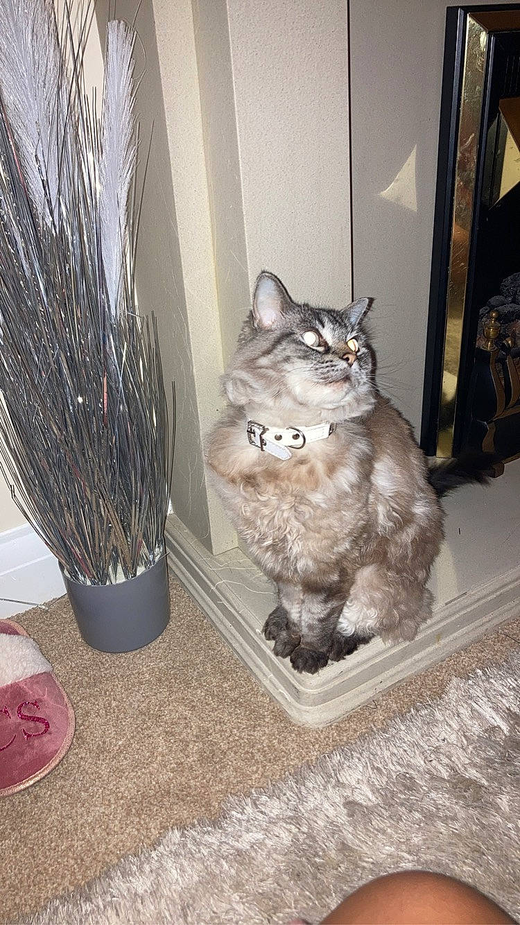 Isla joined the competition — help win amazing prizes! carnivore, cat, comfort, domestic_short_haired_cat, fawn, felidae, flooring, flowerpot, fur, grey, hardwood, paw, plant, room, shelf, small_to_medium_sized_cats, tail, whiskers, window, wood