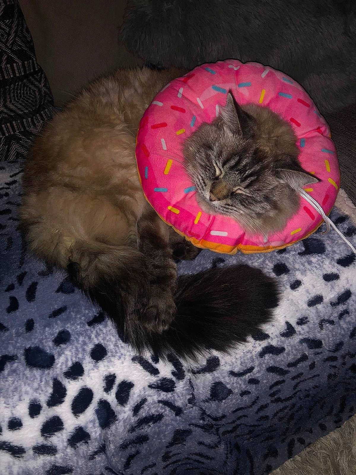 Isla joined the competition — help win amazing prizes! automotive_tire, black_cat, carnivore, cat, cat_bed, cat_supply, cat_toy, comfort, domestic_short_haired_cat, fawn, felidae, fur, grey, pattern, small_to_medium_sized_cats, tail, terrestrial_animal, tire, tread, whiskers