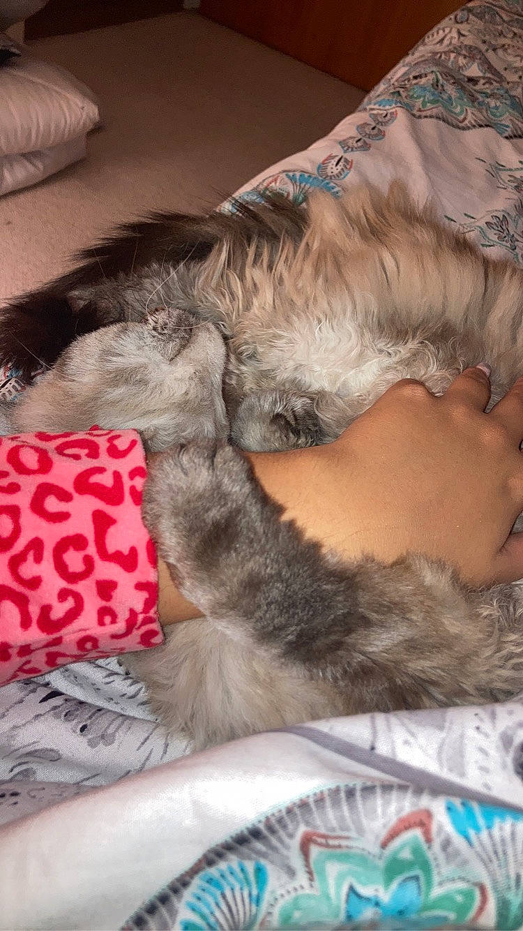 Isla joined the competition — help win amazing prizes! carnivore, comfort, companion_dog, dog, dog_breed, fawn, felidae, foot, fur, gesture, human_leg, lap, linens, nail, paw, small_to_medium_sized_cats, tail, textile, thigh, whiskers