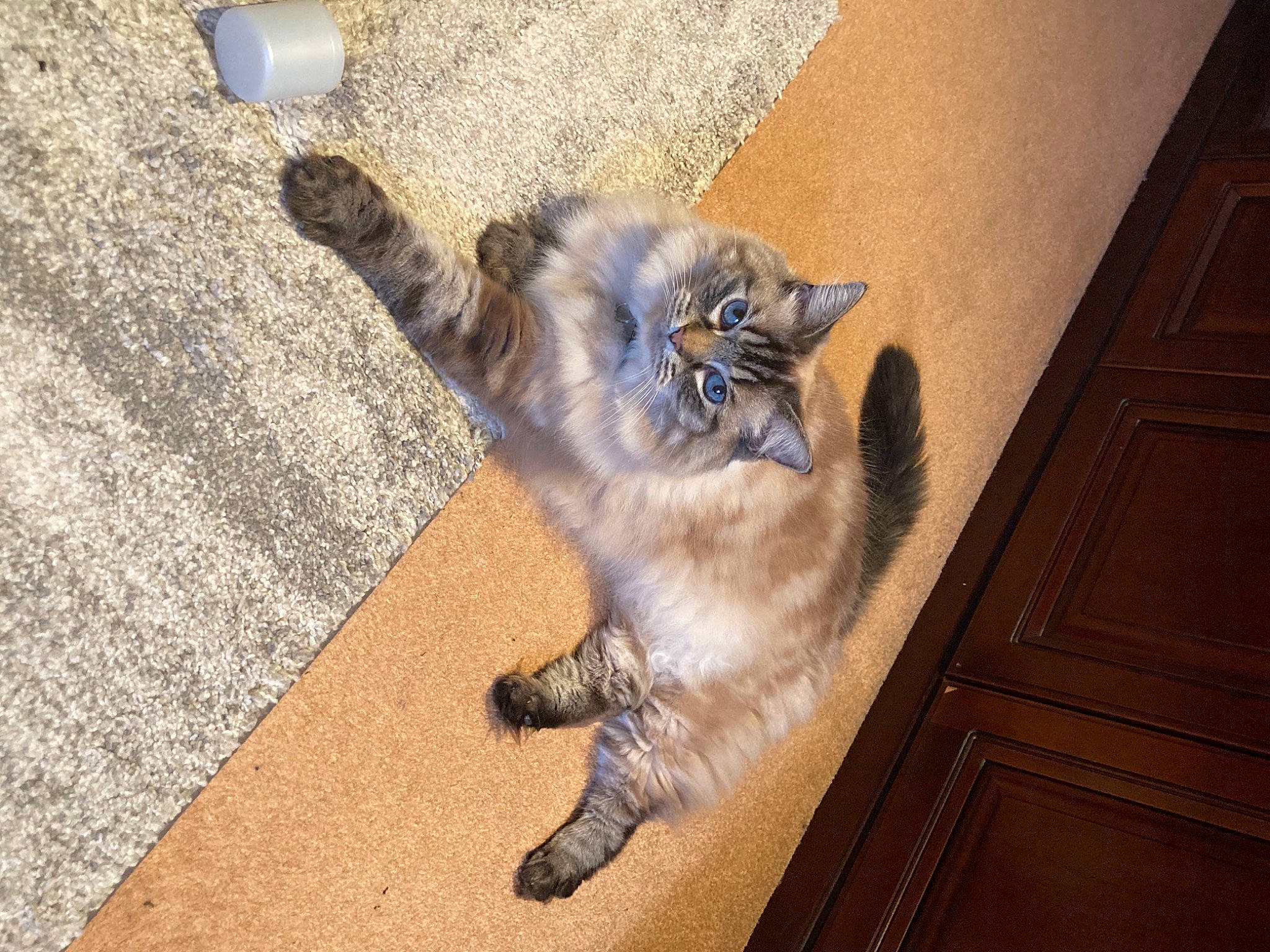 Isla joined the competition — help win amazing prizes! carnivore, cat, claw, domestic_short_haired_cat, door, fawn, felidae, floor, flooring, fur, grey, hardwood, paw, road_surface, small_to_medium_sized_cats, snout, tail, whiskers, window, wood