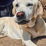 Rocky is registered to the contest to win money with this photo: dog, labrador_retriever, yellow_dog, pet, animal, canine, outdoor, sunlight, lying_down, close_up, face, fur, nose, ears, relaxed, calm, daylight, muzzle, whiskers, domestic_animal