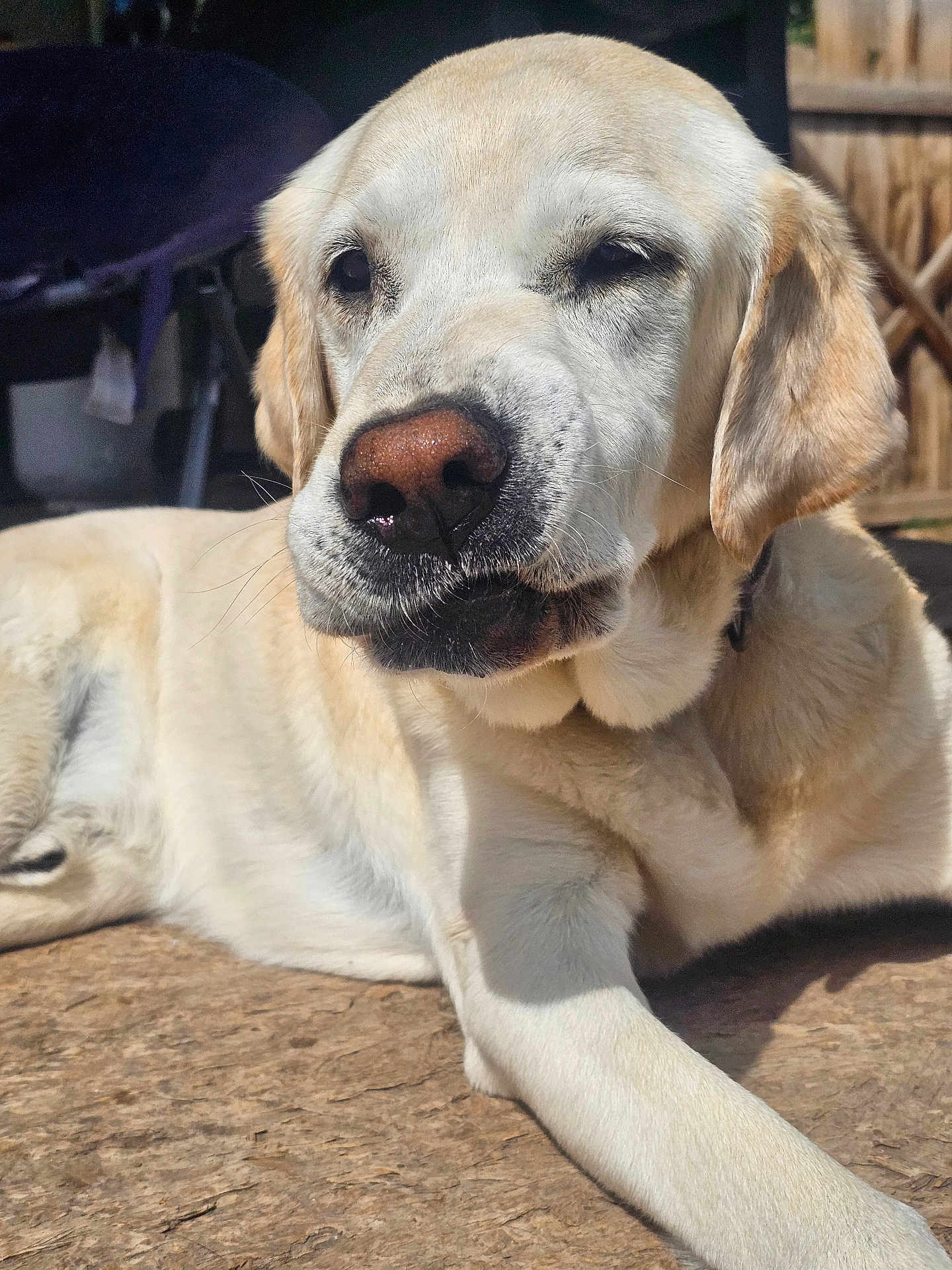 Rocky is registered to the contest to win money with this photo: dog, labrador_retriever, yellow_dog, pet, animal, canine, outdoor, sunlight, lying_down, close_up, face, fur, nose, ears, relaxed, calm, daylight, muzzle, whiskers, domestic_animal