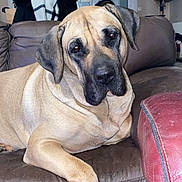 Payton Dit Poupette participe au concours pour gagner de l'argent avec cette photo : dog, brown_leather_couch, living_room, window, furniture, relaxed, large_dog, pet, indoors, paw, casual_pose, canine, domestic_animal, comfortable, companion, household, portrait, resting, animal, cozy