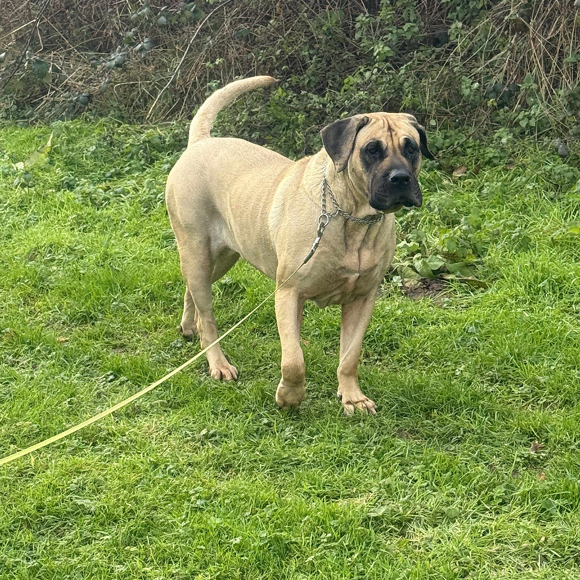 Payton Dit Poupette a rejoint le concours — aidez-le/la à gagner de superbes lots ! dog, leash, grass, outdoor, animal, nature, field, pet, canine, standing, greenery, fur, ears, tail, collar, chain, alert, daytime, muzzle, background