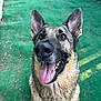 animal, brown_eyes, canine, close_up, dog, ears_up, fence, friendly, fur, german_shepherd, green_background, happy, looking_up, muzzle, outdoor, pet, playful, portrait, smiling, tongue_out