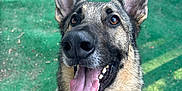 Pippin is registered to the contest to win money with this photo: animal, canine, close_up, daylight, dog, domestic_animal, ears_up, fence, friendly, fur, german_shepherd, green_carpet, happy, looking_up, mammal, outdoor, pet, pet_portrait, portrait, tongue_out