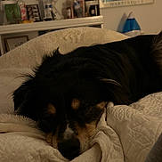 Poppy is registered to the contest to win money with this photo: