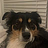 Poppy is registered to the contest to win money with this photo: dog, tricolor, pet, indoor, blinds, fur, animal, portrait, closeup, canine, companion, cute, calm, looking, ears, whiskers, expressive_eyes, domestic, fluffy, relaxed