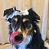 Poppy is registered to the contest to win money with this photo: dog, tongue, licking, soap_suds, fur, ears, pet, animal, indoors, curtain, closeup, cute, playful, expression, muzzle, white_fur, black_fur, tan_fur, face, fluffy