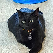 Luna is registered to the contest to win money with this photo: cat, black_cat, pet, indoor, carpet, toy, blue_toy, balls, relaxed, lying_down, collar, name_tag, feline, animal, domestic_cat, playful, floor, household, cute, resting