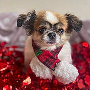 Hishka participe au concours pour gagner de l'argent avec cette photo : dog, small_dog, puppy, festive, scarf, red, plaid, pom_poms, decorations, holiday, cute, pet, fur, ears, face, sitting, indoors, close_up, adorable, background_blur