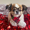 adorable, background_blur, close_up, cute, decorations, dog, ears, face, festive, fur, holiday, indoors, pet, plaid, pom_poms, puppy, red, scarf, sitting, small_dog