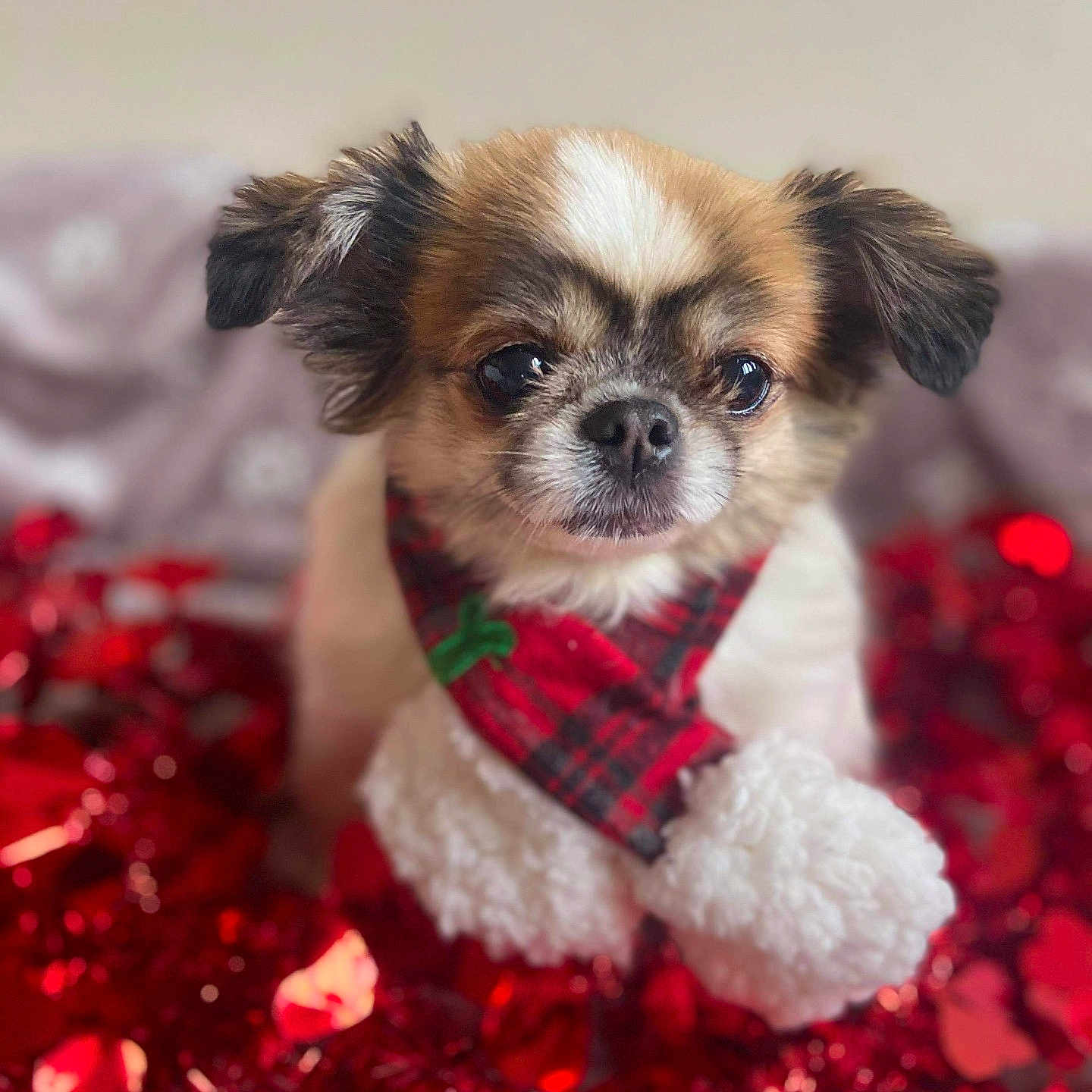 Hishka participe au concours pour gagner de l'argent avec cette photo : dog, small_dog, puppy, festive, scarf, red, plaid, pom_poms, decorations, holiday, cute, pet, fur, ears, face, sitting, indoors, close_up, adorable, background_blur