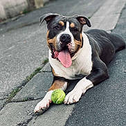 Ruben participe au concours pour gagner de l'argent avec cette photo : animal, black, brown, canine, close_up, cute, dog, friendly, fun, happy, laying_down, outdoor, panting, pavement, pet, playing, summer, tennis_ball, tongue_out, white
