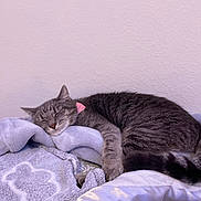 Lily is registered to the contest to win money with this photo: bed, blanket, cat, closeup, collar, cozy, fur, gray_cat, indoor, nap, paw, pet, pink_collar, relaxation, resting, sleeping, soft_blanket, tabby, tail, wall