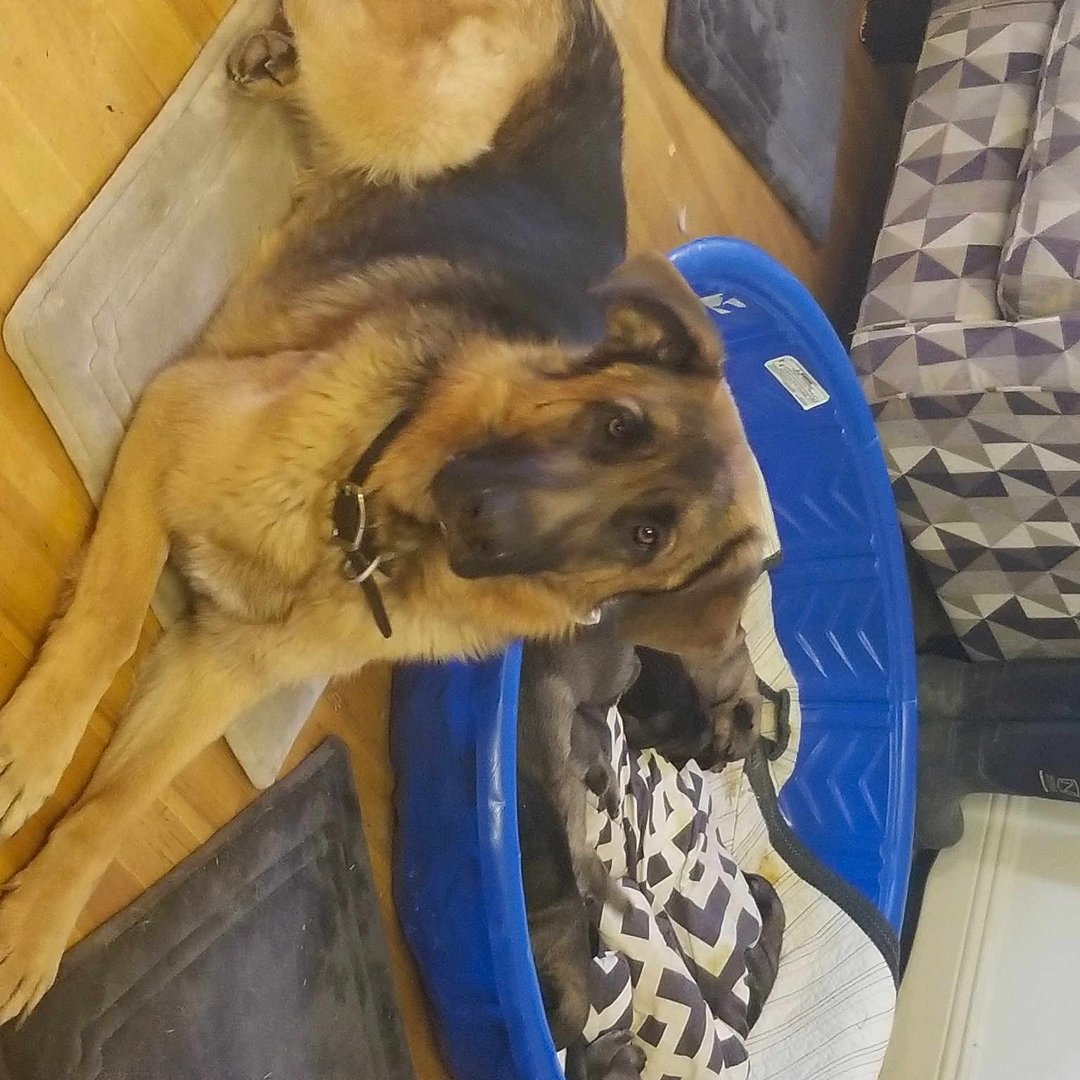 Cash is registered to the contest to win money with this photo: belgian_shepherd_malinois, canidae, carnivore, companion_dog, dog, dog_breed, dog_supply, fawn, german_shepherd_dog, liver, old_german_shepherd_dog, paw, pet_supply, snout, sporting_group, tan, vertebrate, working_animal, working_dog