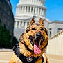 dog, german_shepherd, canine, pet, animal, outdoor, sunny, tongue_out, happy, k9_hero, harness, building, architecture, blue_sky, paw, muzzle, ears, lying_down, close_up, guard_dog