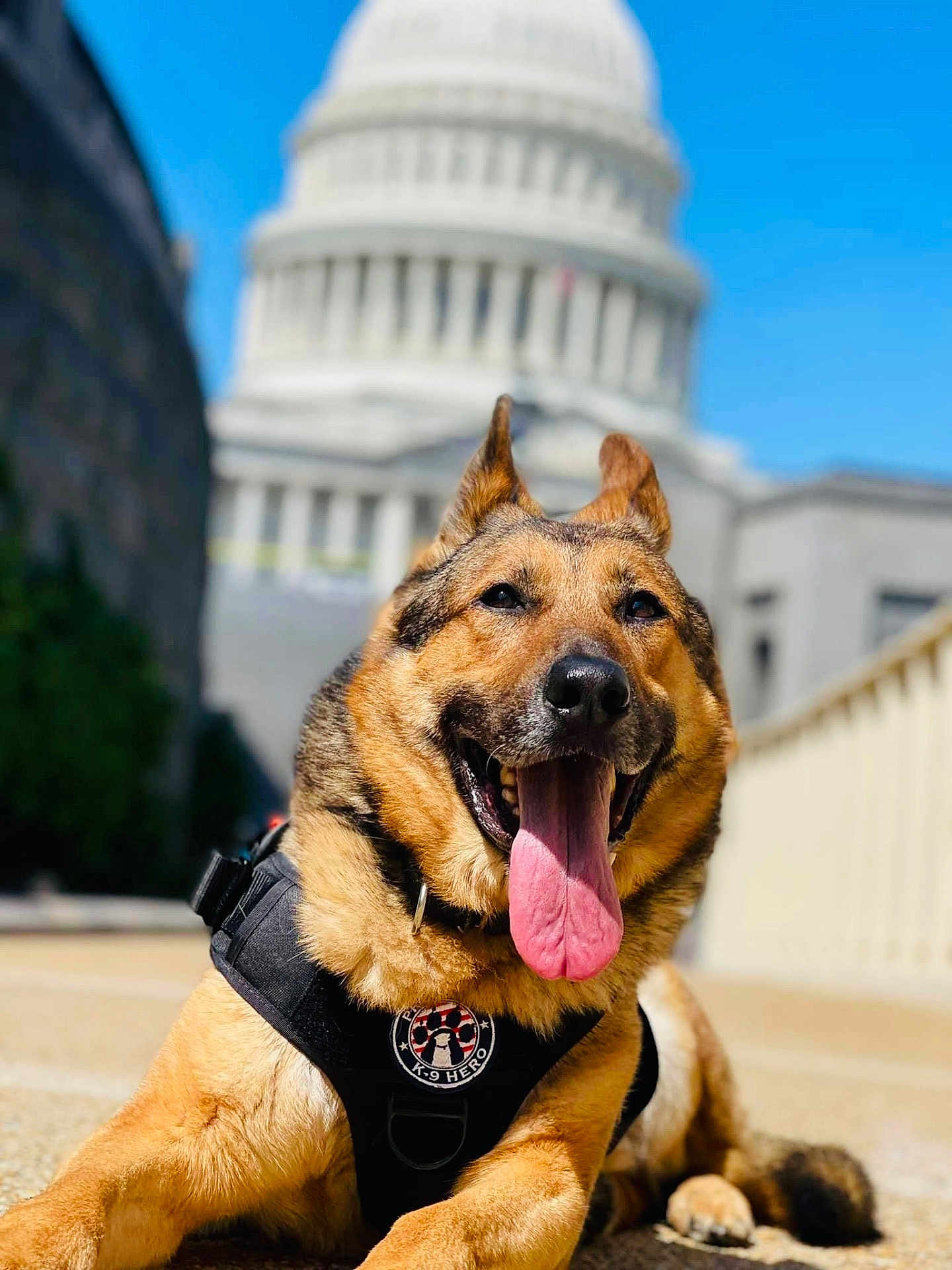 Tambo is registered to the contest to win money with this photo: dog, german_shepherd, canine, pet, animal, outdoor, sunny, tongue_out, happy, k9_hero, harness, building, architecture, blue_sky, paw, muzzle, ears, lying_down, close_up, guard_dog