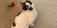 Rico joined the competition — help win amazing prizes! animal, black_and_white, carpet, cat, curious, cute, domestic_cat, ears, feathers, fur, indoor, kitten, looking_up, pet, playful, sitting, tail, toy, whiskers, young_animal