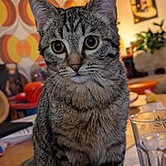 Alfi a rejoint le concours — aidez-le/la à gagner de superbes lots ! background, cat, close_up, cozy, curious, domestic_animal, ears, eyes, face, fur, furniture, glass, home, indoor, lighting, patterned_wall, pet, tabby, table, whiskers