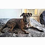 dog, brindle_coat, pet, bed, indoor, furniture, air_conditioner, resting, looking_at_camera, collar, tag, gray_bedspread, window, chair, home, domestic_animal, relaxed, canine, animal, comfort