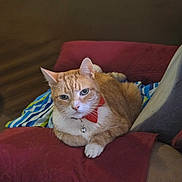Mishu is registered to the contest to win money with this photo: animal, blanket, bow_tie, cat, collar, cushion, cute, ears, feline, fur, home, indoor, mammal, orange_cat, pet, portrait, relaxed, resting, whiskers, white_cat